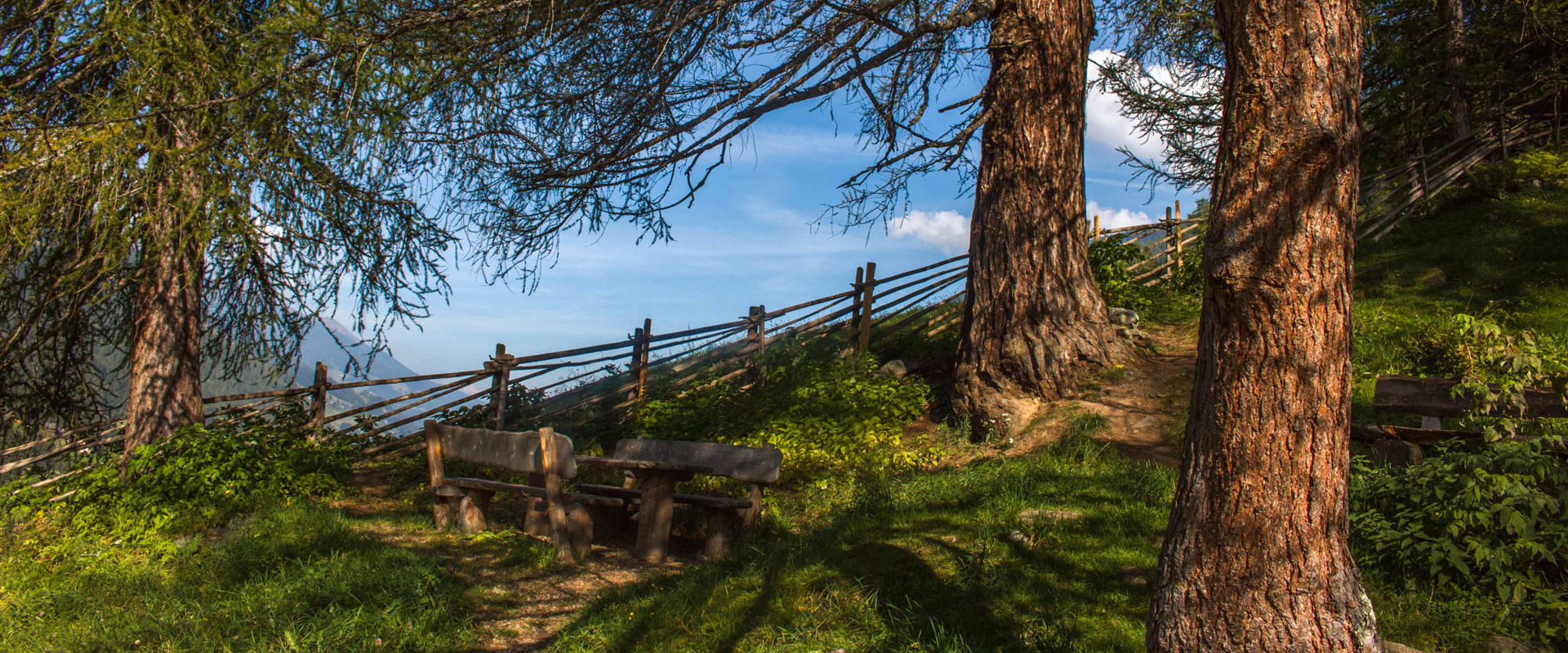Ancient Larch Trees in the Ultental Bench with table in the green under three primordial larches.